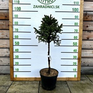 Smrek obyčajný (Picea abies) ´WILLS ZWERG´ - výška 60-90 cm, kont. C7,5L - NA KMIENKU